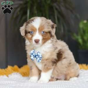 Bindi, Miniature Australian Shepherd Puppy